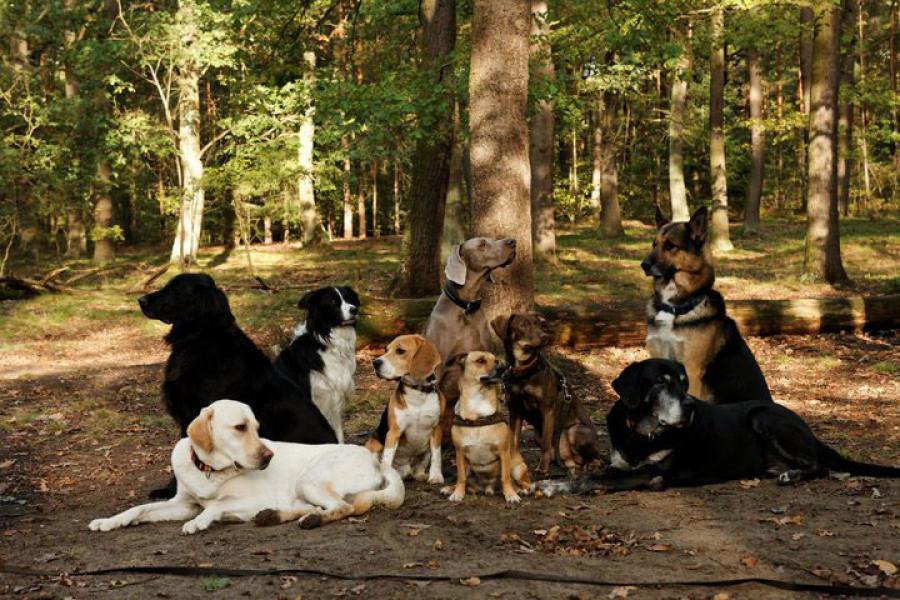 Aufgaben des Verbandes - BHD - Berufsverband der Hundebetreuer und Dogwalker