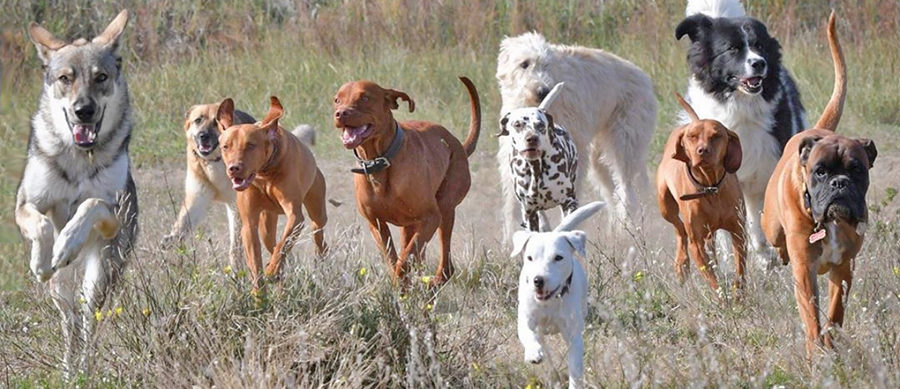 Freilaufende Hunde