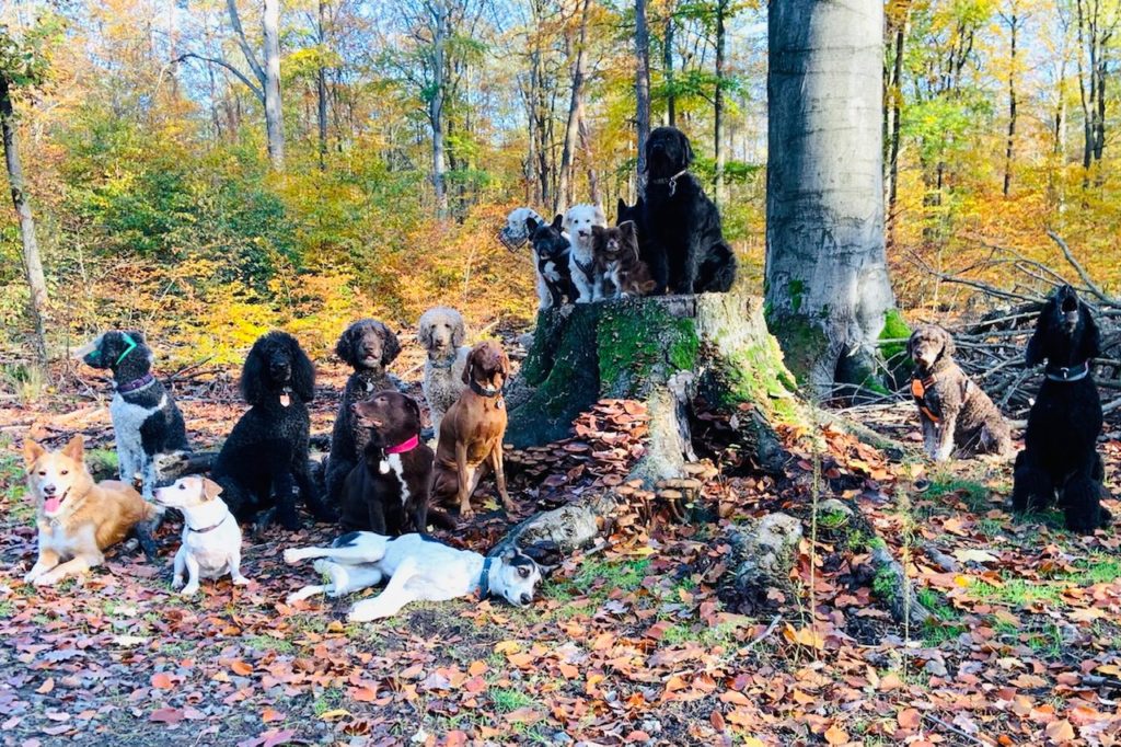 Ordentlich was los im Hundeauslaufgebiet! (Foto: L. Freudenreich)